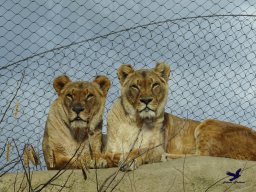 Tiergarten Schönbrunn am 24.02.2026